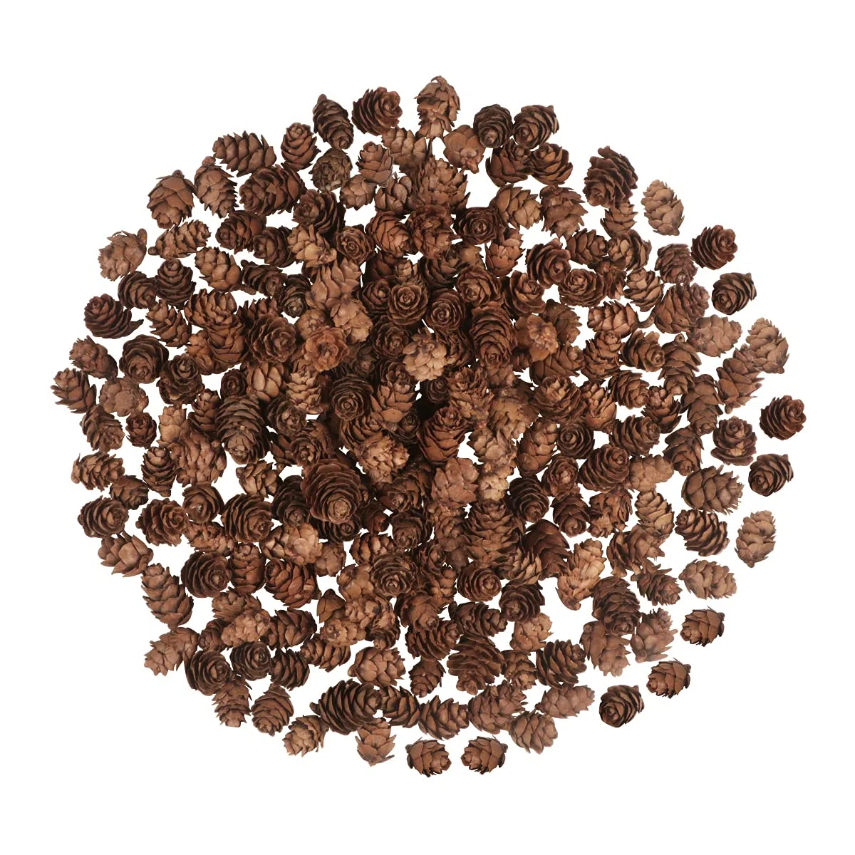 200 Pezzi Pigne di Natale Mini pigne naturali Pigne del Ringraziamento Pigne Ornamenti per la decorazione domestica Artigianato fai da te Albero di Natale Decorazione autunno inverno
