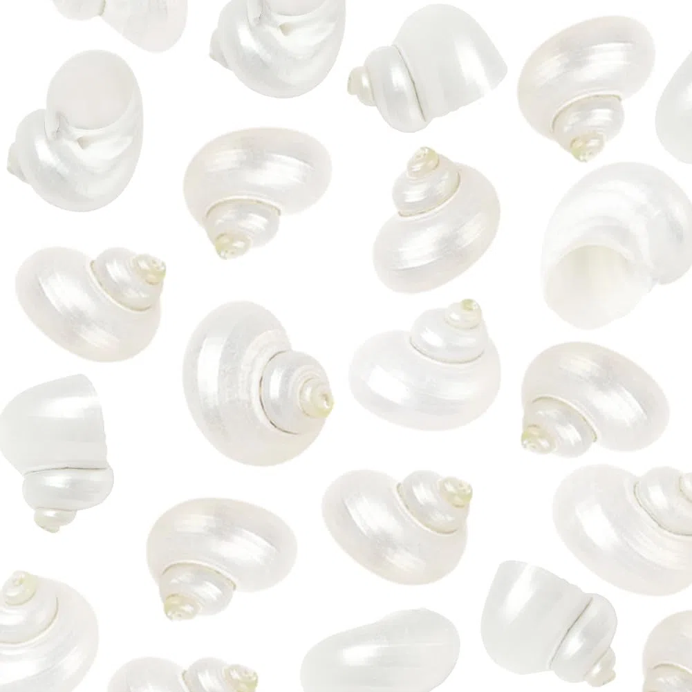 SUNNYCLUE 1 scatola Da 20 pezzi di Conchiglie A Spirale Conchiglie Bianche Naturali Senza Foro Conchiglie A Spirale Turbo Hermit Paguro per Artigianato Riempitivi per Vasi Acquari Spiaggia Feste Decor