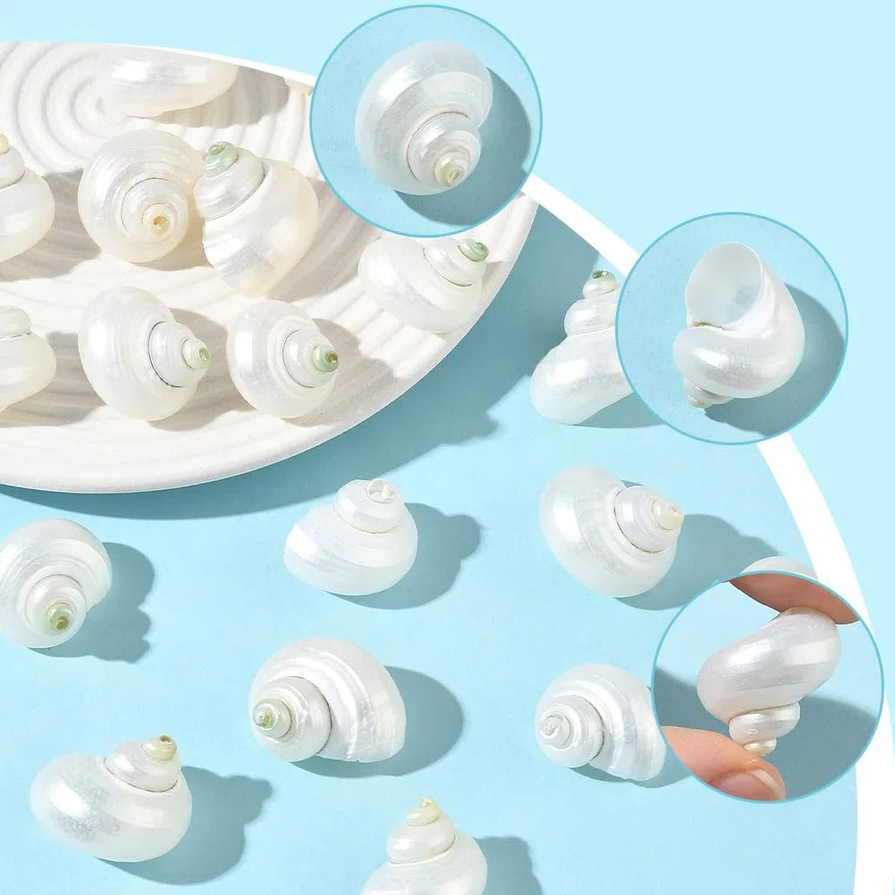 SUNNYCLUE 1 scatola Da 20 pezzi di Conchiglie A Spirale Conchiglie Bianche Naturali Senza Foro Conchiglie A Spirale Turbo Hermit Paguro per Artigianato Riempitivi per Vasi Acquari Spiaggia Feste Decor