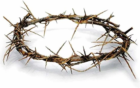 Autentica corona di spine biblica a grandezza naturale, 20,3 cm, con certificato