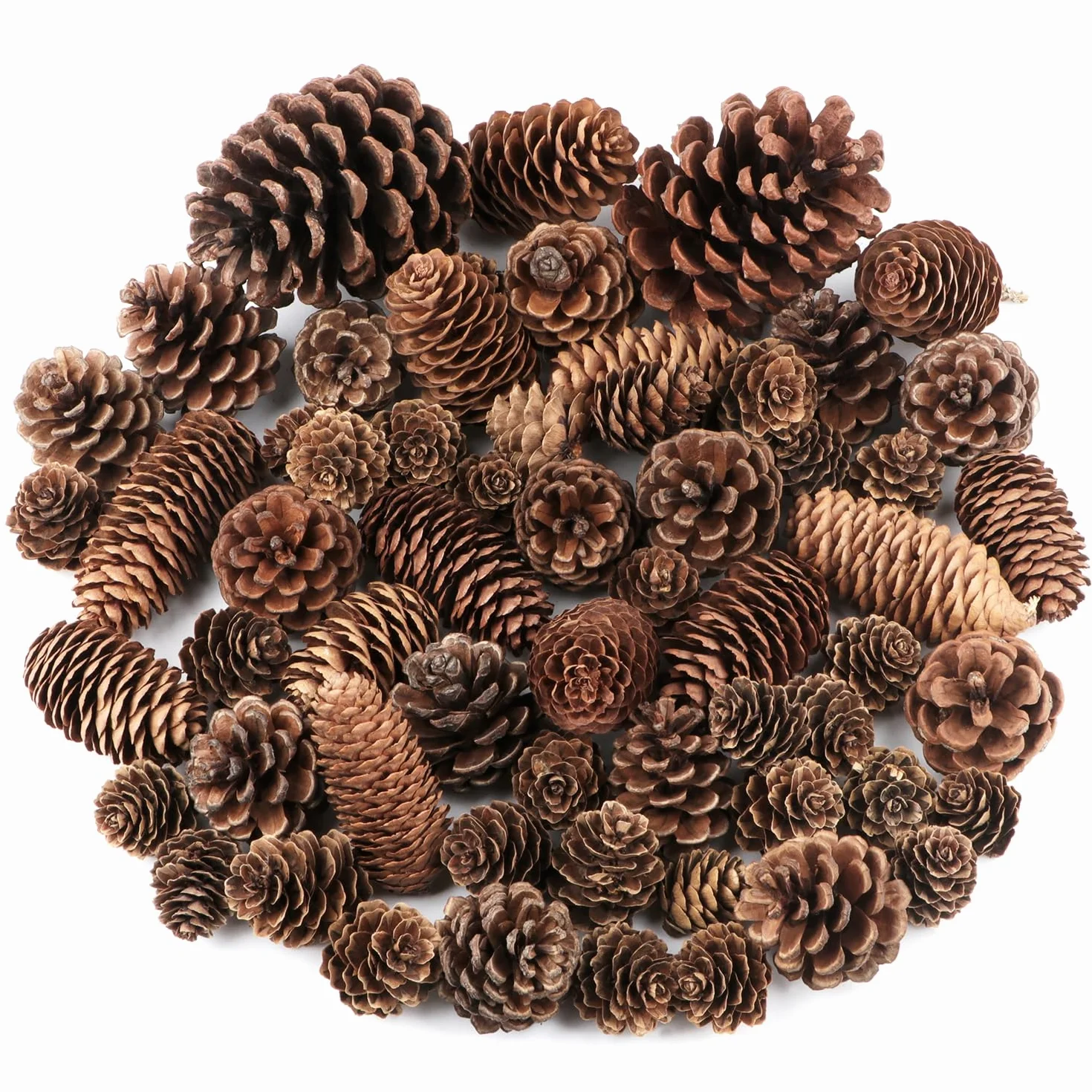 Jangostor 60 Pezzi Pigne Natalizie, Dimensione Multipla Naturali Pigne Decorative Per Decorazione da tavolo Albero di Natale Regali artigianali Ringraziamento